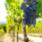 Pourquoi choisir des vins officiels et importés